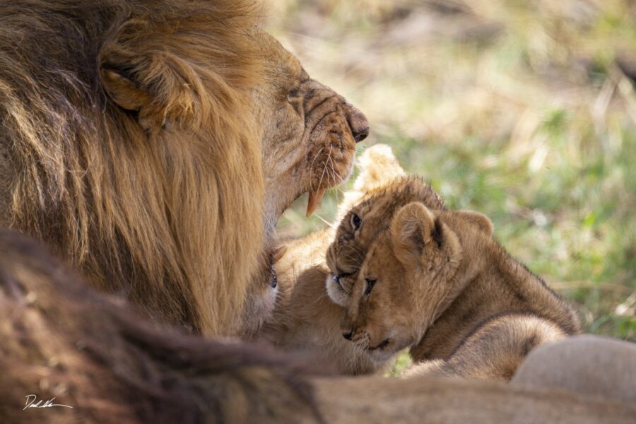Lion cubs in Tanzania looking into a big male lions mouth