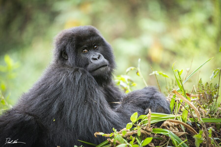 silverback gorilla in rwanda