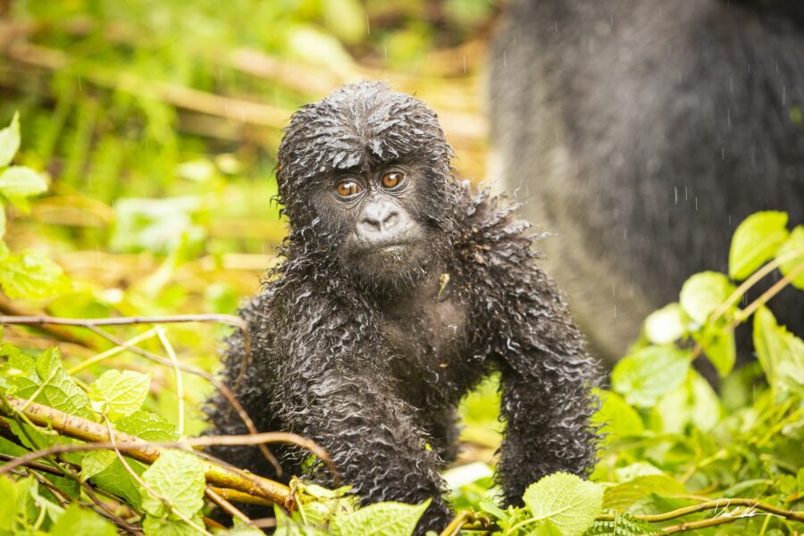 gorilla baby in rainy rwanda