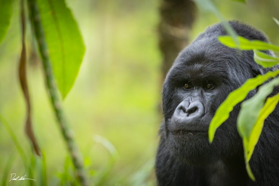 Silverback gorilla in Rwanda