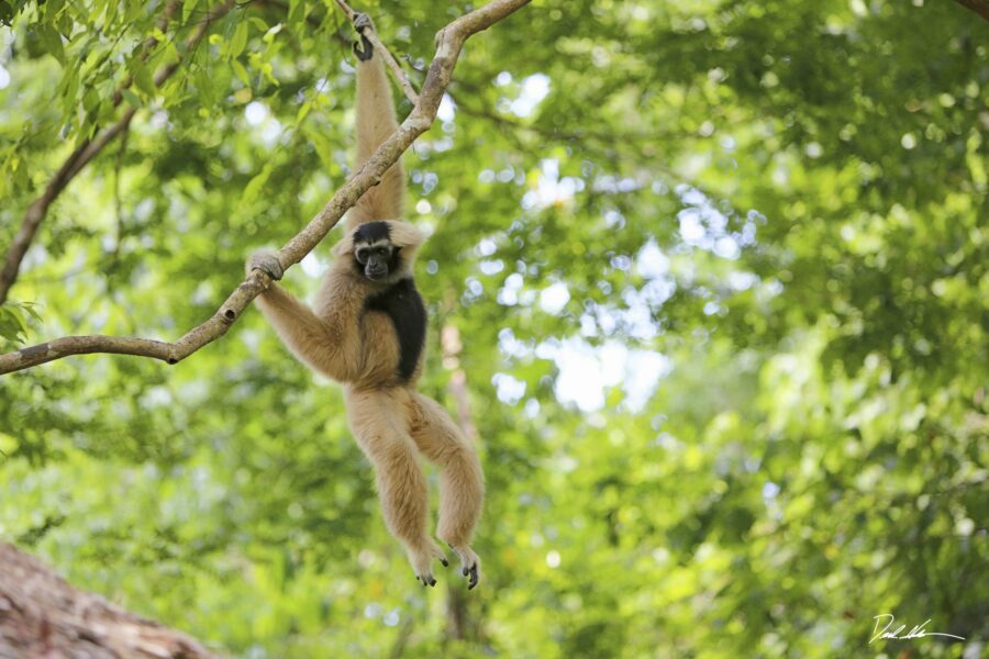 gibbon in Cambodian forest swinging freely but conservation efforts need to help protect its remaining range