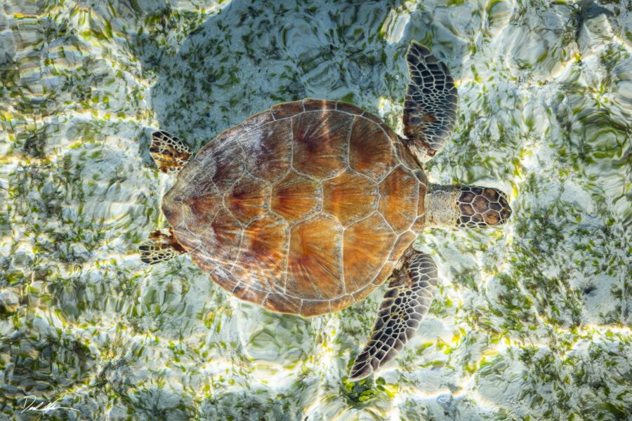 sea turtle in borneo found in a marine protected conservation area