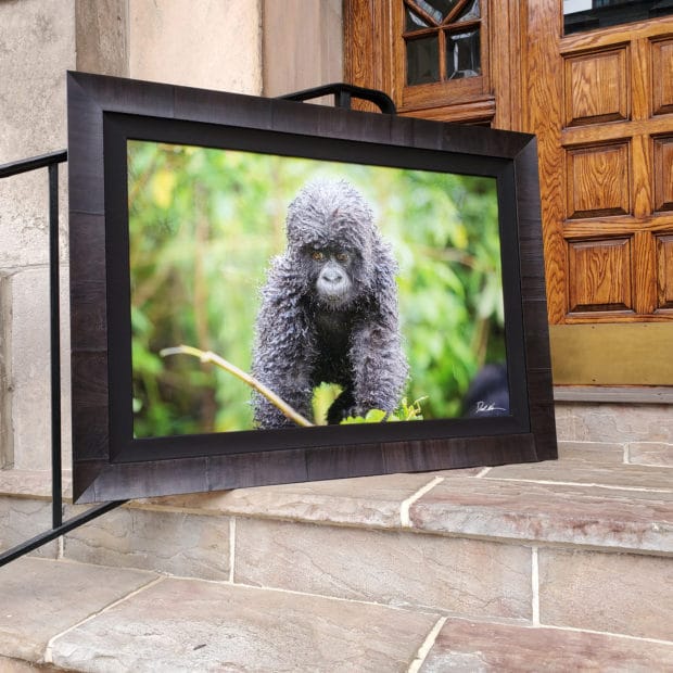 large fine art photograph of a baby gorilla framed in dark brown Roma frame