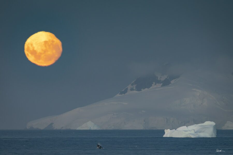 full moon rising over mountain with whale jumping in Antarctica 