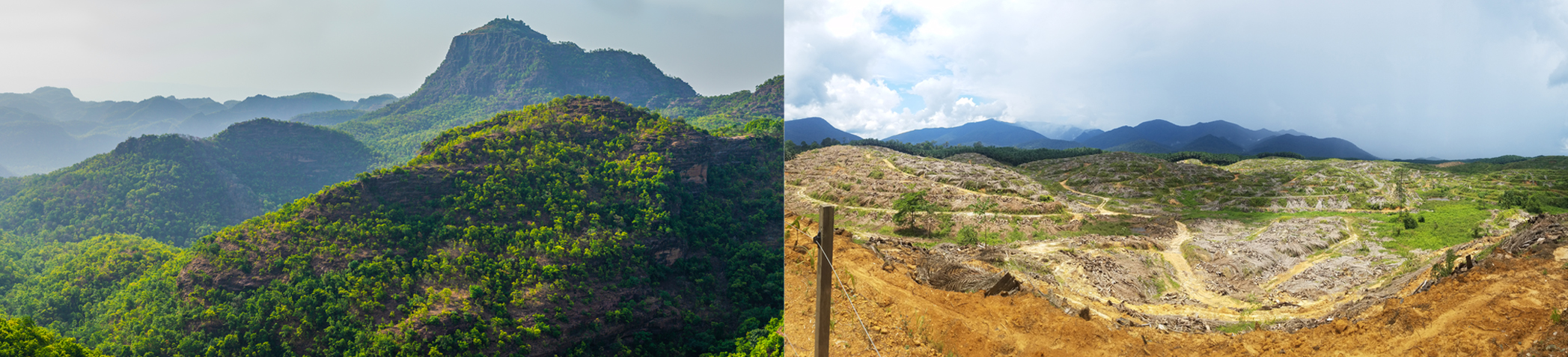 comparison of forest and deforested land