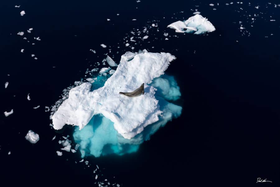 image of a seal on an iceberg