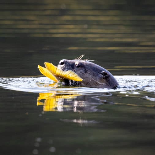 image of an otter with a fish in grand Teton national park