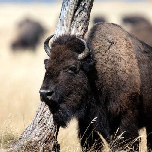 image of a large bison in Yellowstone national park