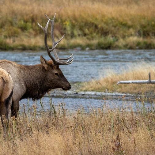 image of a large elk in Yellowstone national park