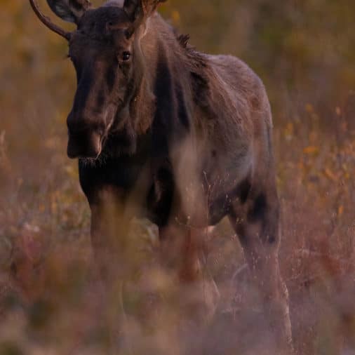 image of young moose in grand Teton national park at sunrise