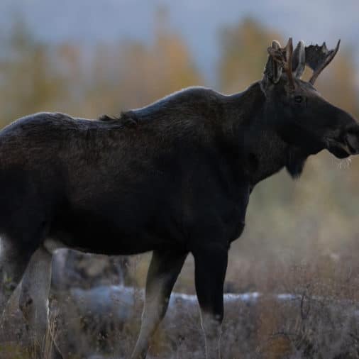 moose photography