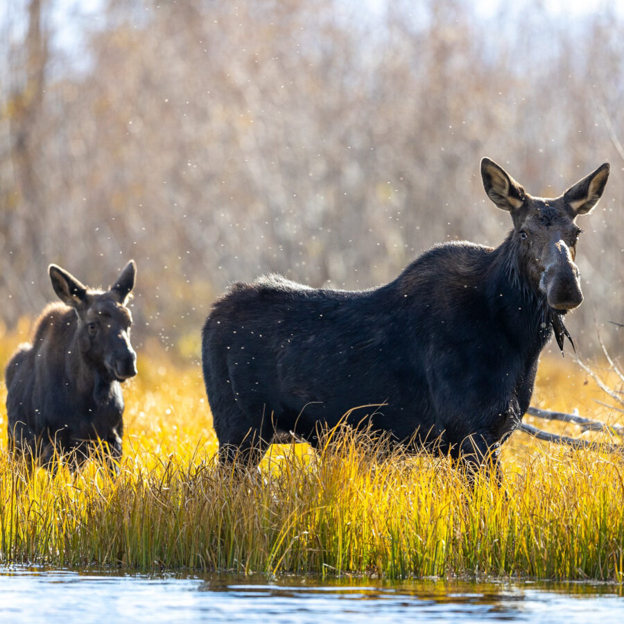image of a mother moose with her baby calf in the Grand Tetons
