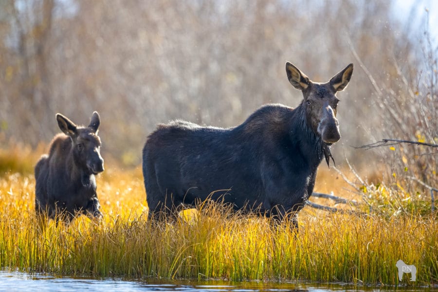 Photo of large female moose with baby