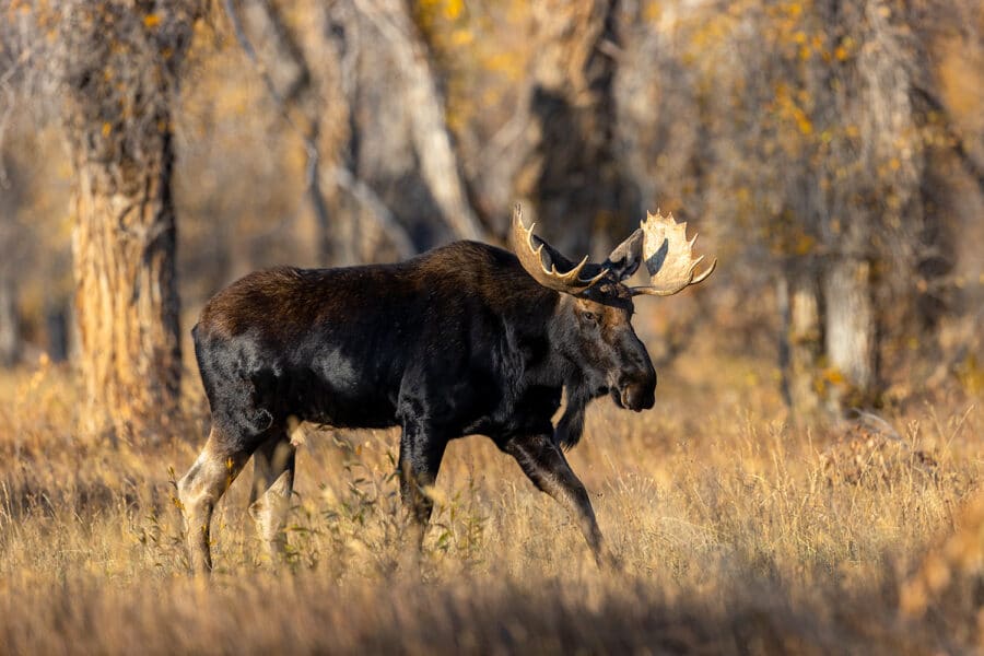 image of a large male moose in the Teton National Park during fall 