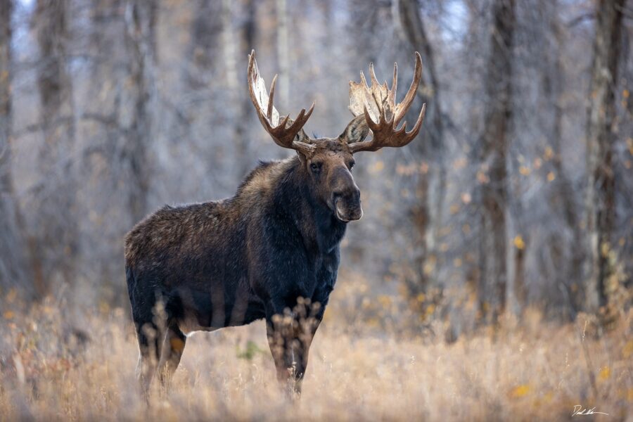 Photograph of large male moose standing tall in a forest during fall