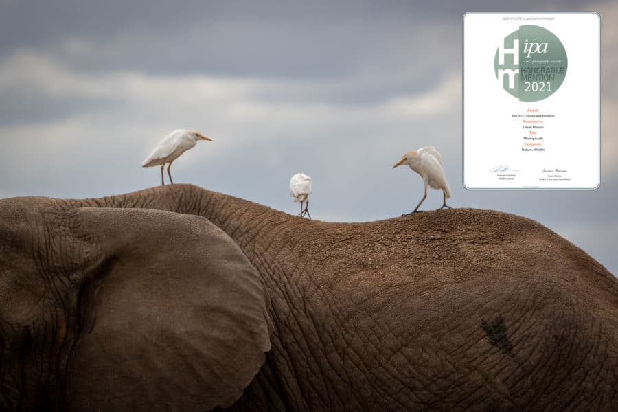 Award winning image of nature, three birds on the back of a wild elephant