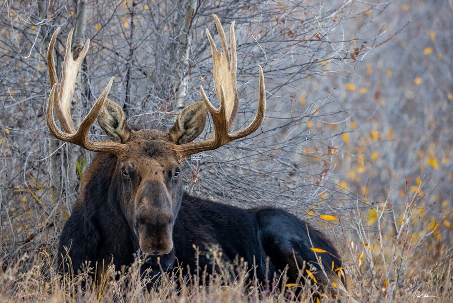 Photograph of large male moose laying down in some brush