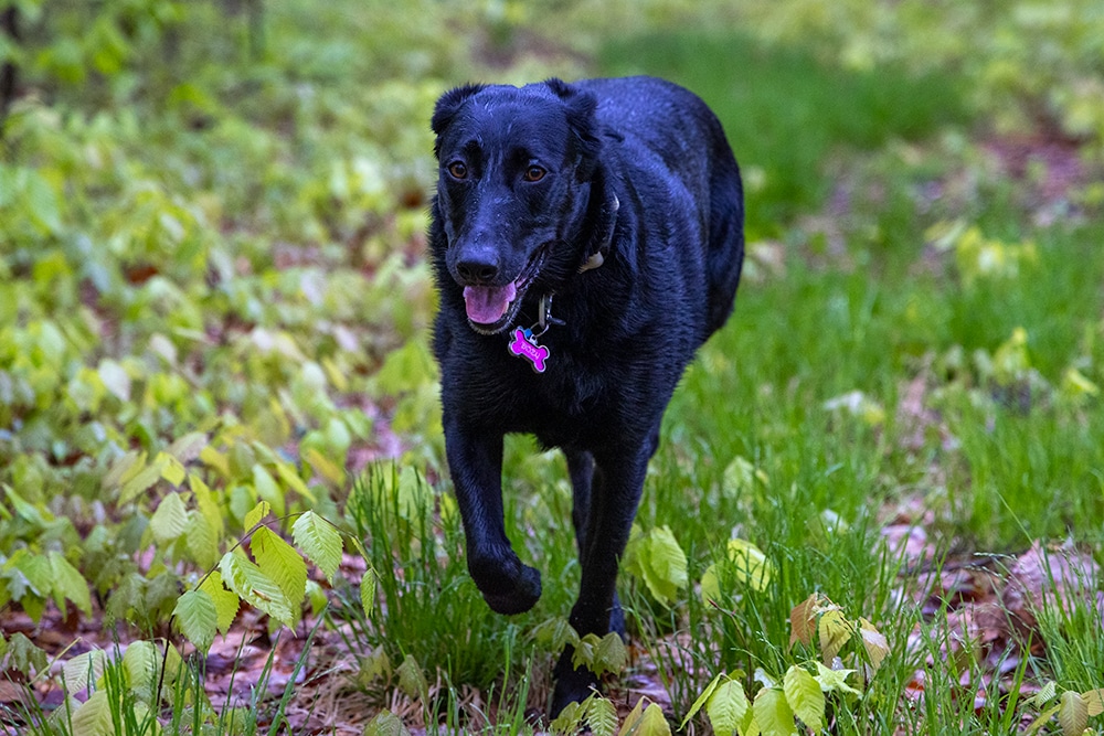 image of an adorable back dog named dozy running through the woods
