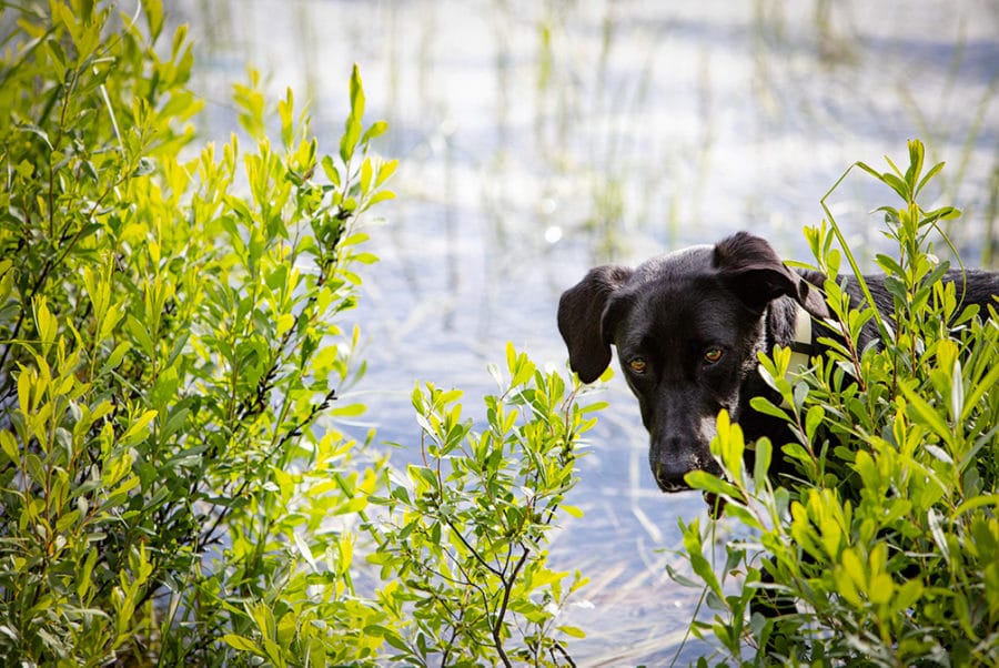 Photograph of a black dog playing in a lake