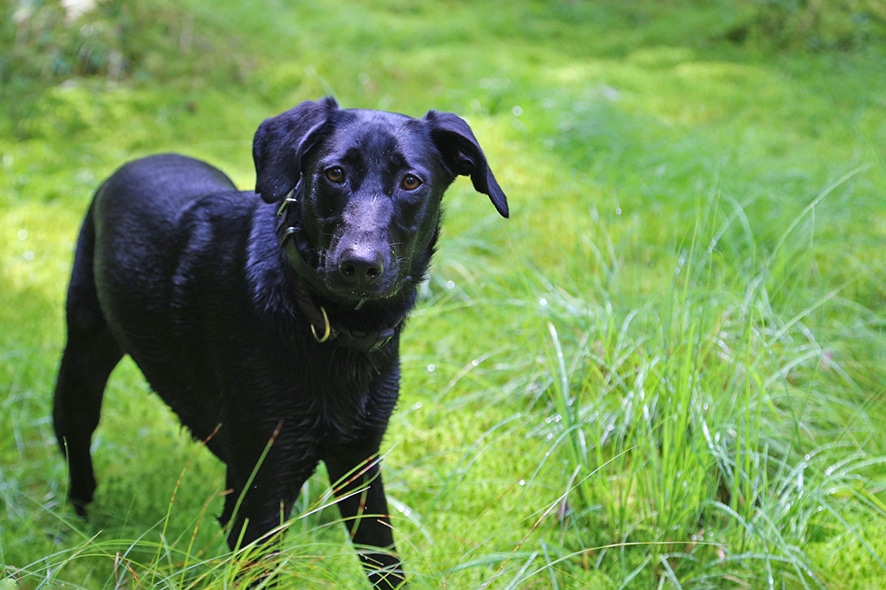 Photograph of black dog in green forest 