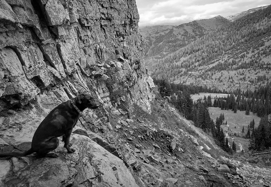 Black and white photograph of dog in the mountains