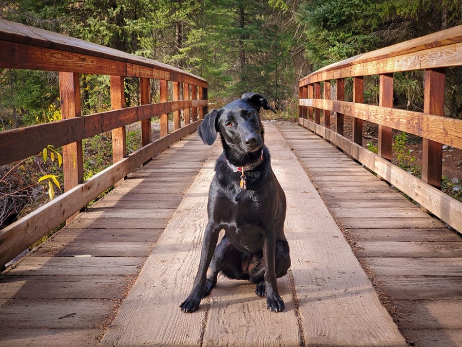 Photograph of black dog sitting on a bridge in the forest