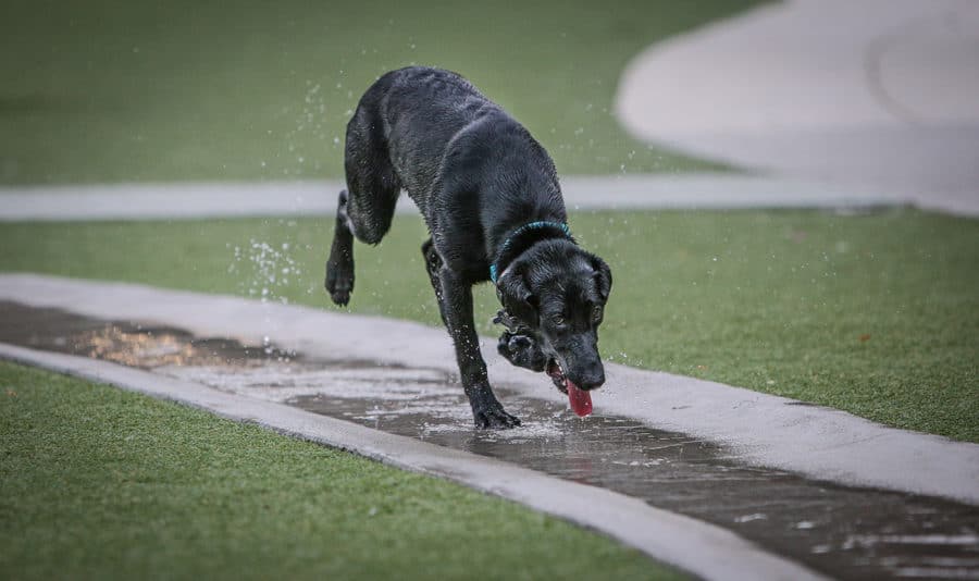 Photograph of dog running in a dog park