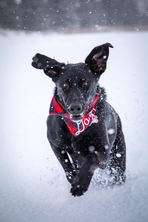 photo of a dog happily running through a snow covered field