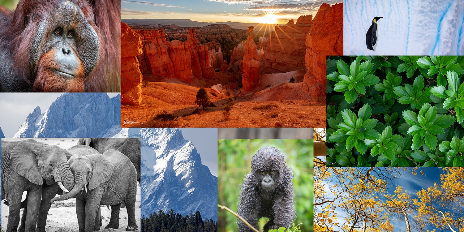 images of multiple nature scenes in a collage
