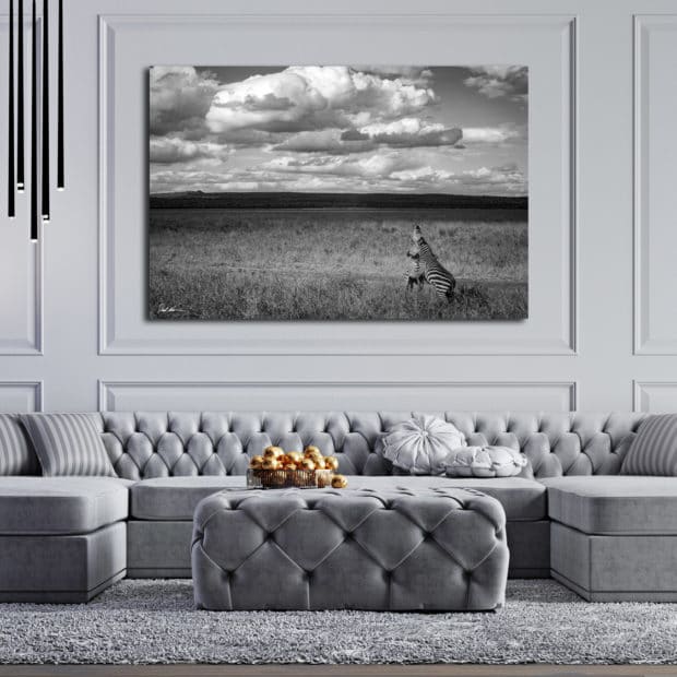 large unframed image of two zebra fighting displayed in living room of luxury home