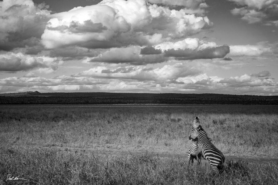 black and white photo of two zebra fighting under puffy white clouds in Tanzania