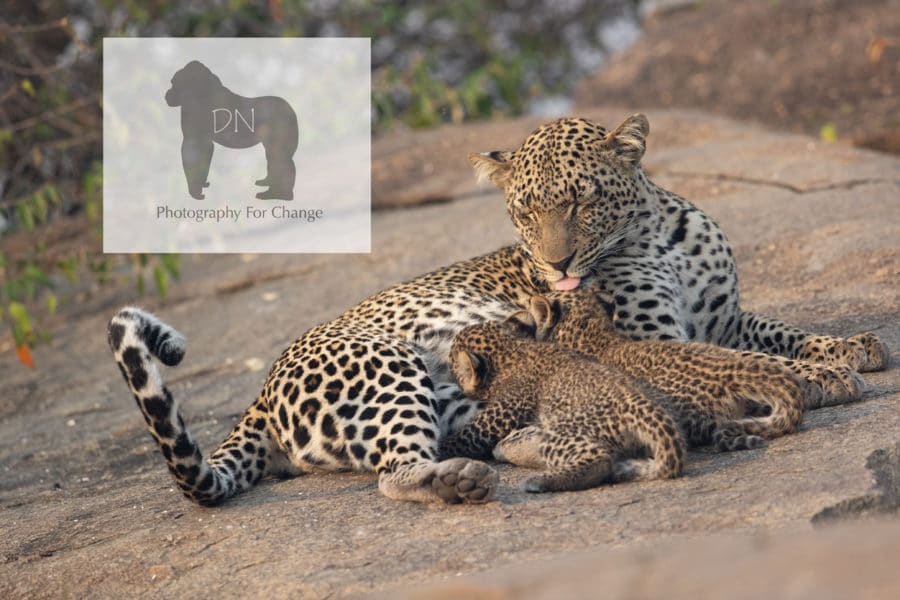 photo of female leopard cleaning her cubs while they nurse