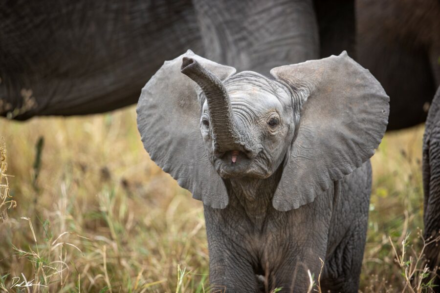 photograph of baby elephant raising its trunk making an adorable noise.