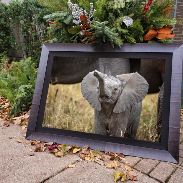 actual image of baby elephant framed in Roma frame