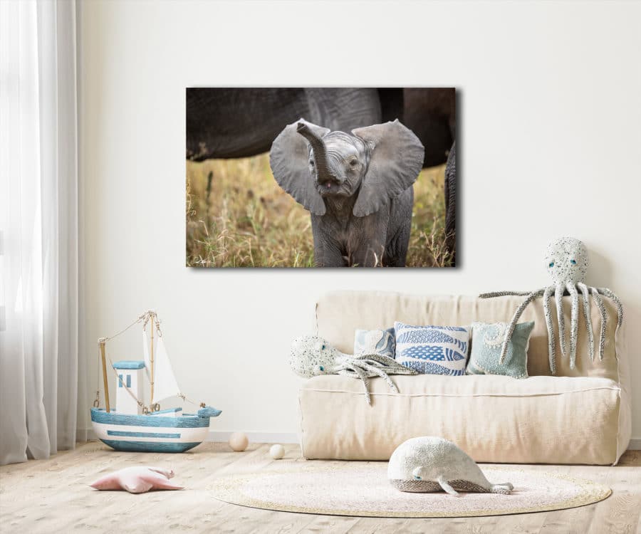unframed image of baby elephant displayed in a baby's room