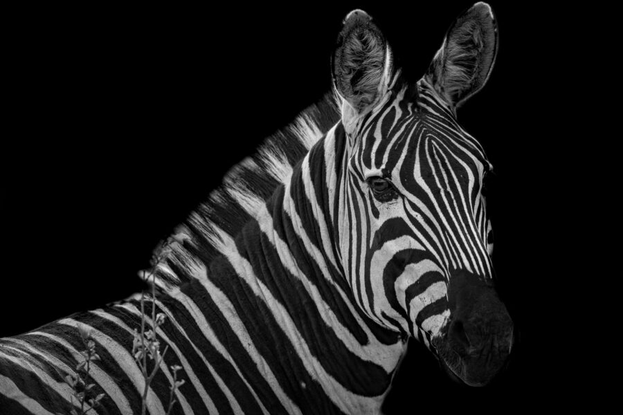 black and white image of an zebra with a black background