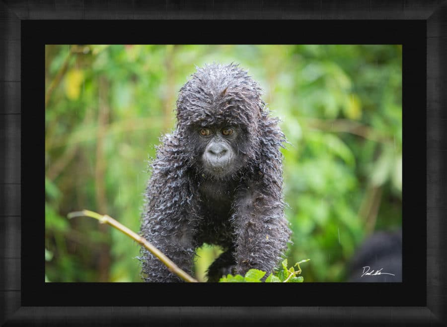 Framed image of a baby gorilla displayed as luxury fine art available as an NFT