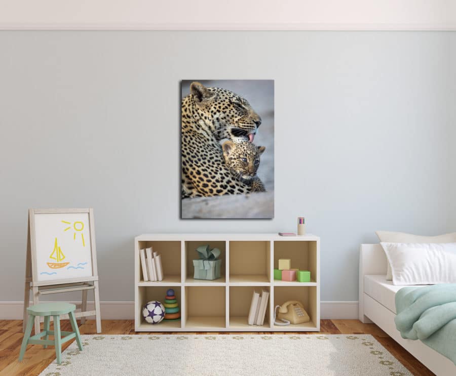 large photo of mother leopard cleaning her cub displayed in an adorable children's room or nursery