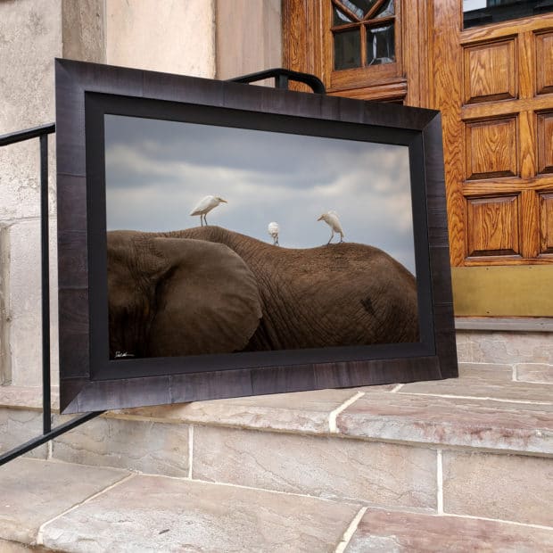 actual image of framed elephant framed in Roma frame