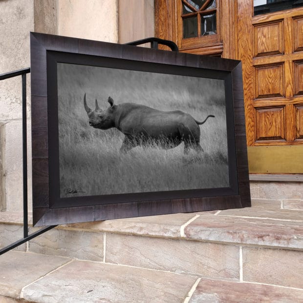 actual framed image of black and white rhino framed in Roma frame