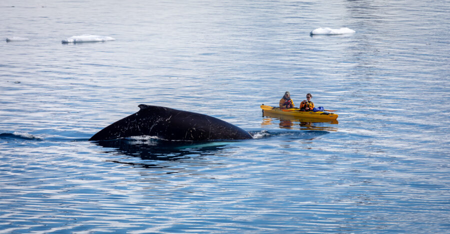 Kayakers in Antarctica with a humpback whale very close to them in an exciting moment with wildlife