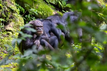 photograph of wild chimpanzees huddled together in the jungles of Rwanda