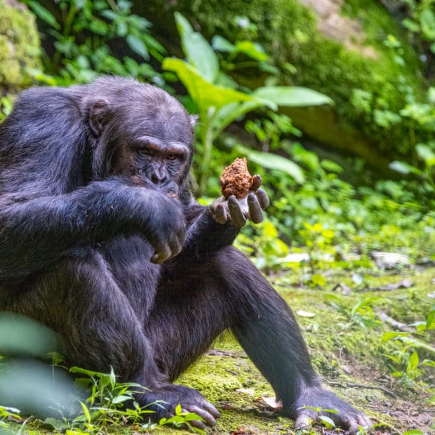 image of a large chimpanzee looking directly into the camera in the wild