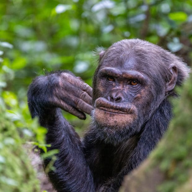 large adult chimpanzee looking right into the camera