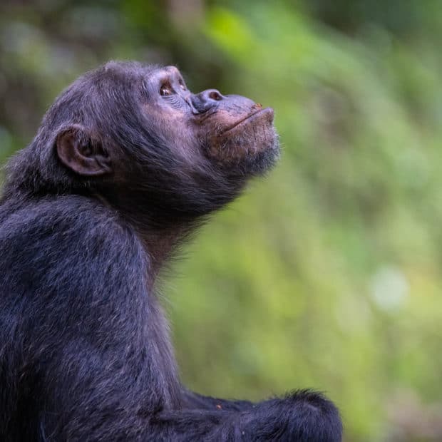 adult chimpanzee gazing off into the forest