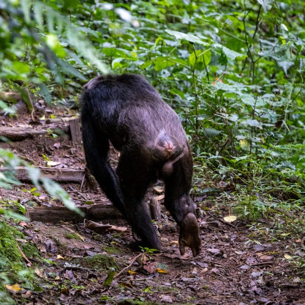 image of chimpanzee walking away down a path