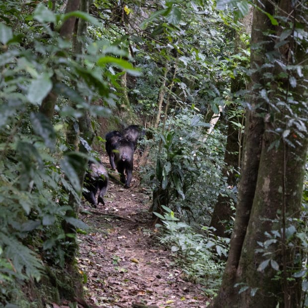 chimpanzees trekking down a path together in the jungle