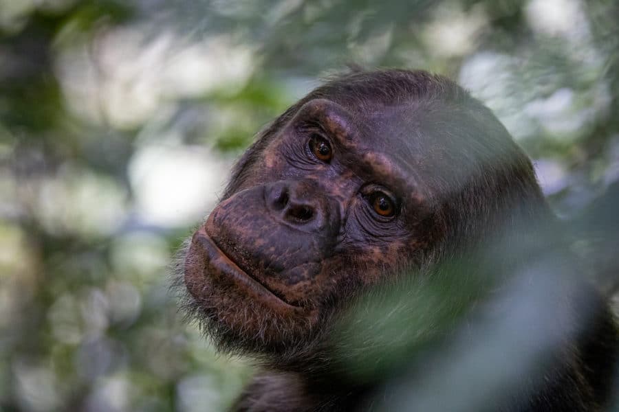 up close photograph of female chimpanzee in Rwanda