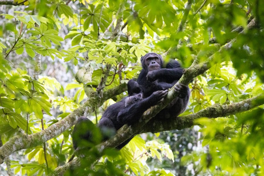 two chimpanzees grooming each other in the canopy of the rainforest