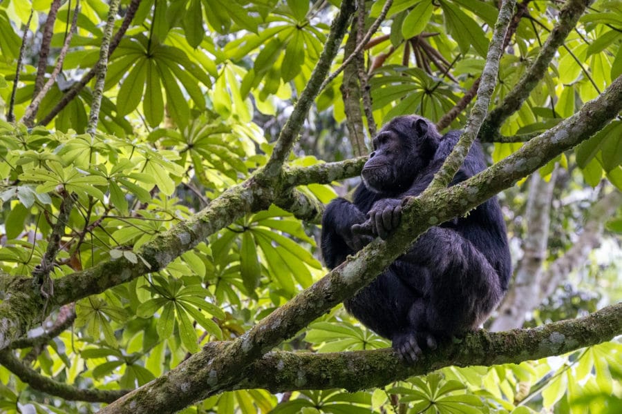 a solo chimpanzee resting in the branches of a jungle tree in Rwanda